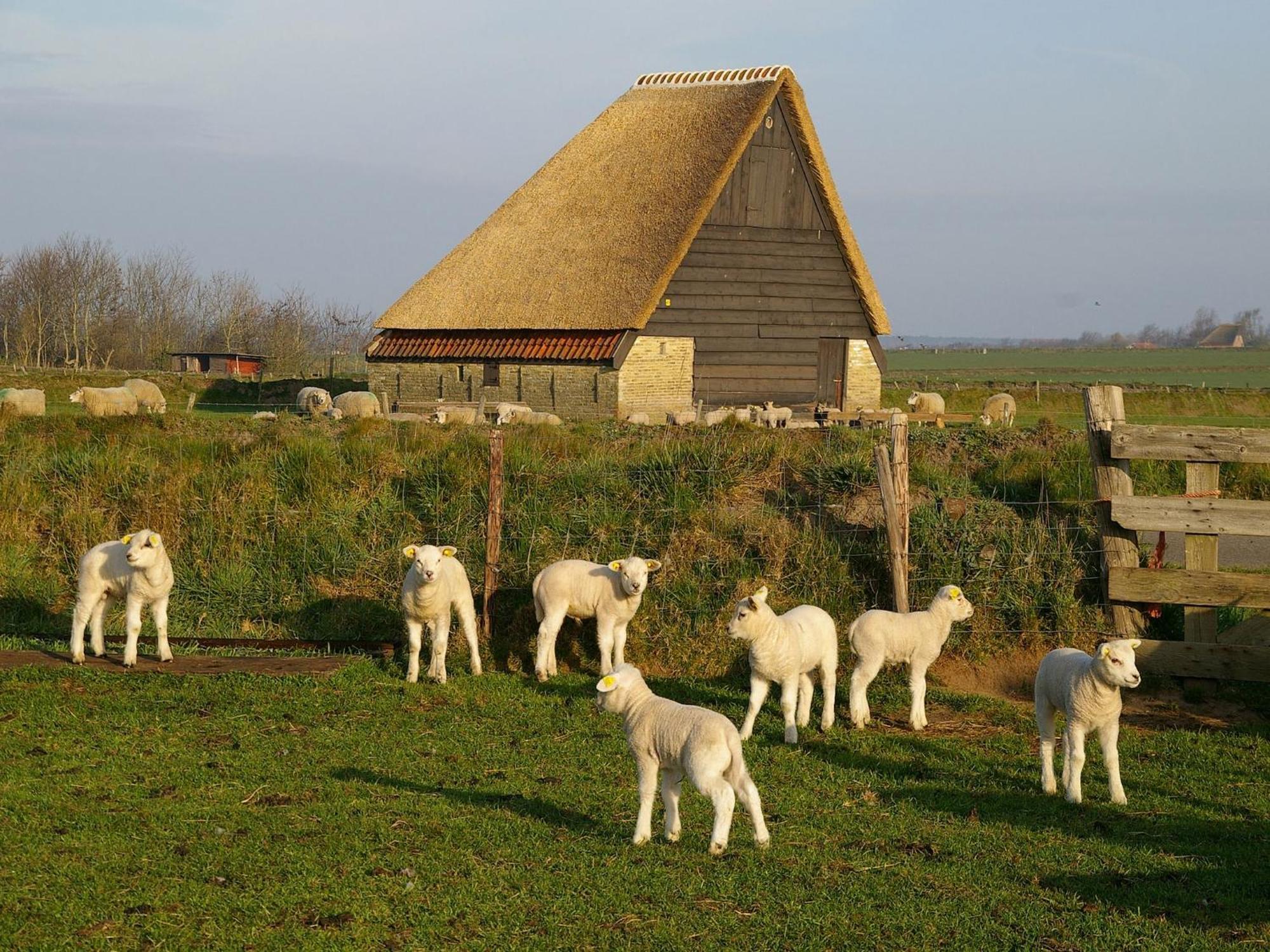 Great Farmhouse In De Cocksdorp With Garden Exterior foto